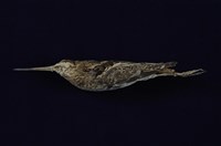 藏品(似小杓鷸)的圖片